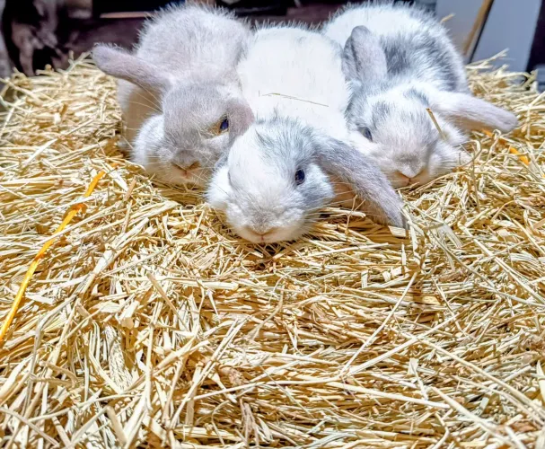 Mini Coelho lop