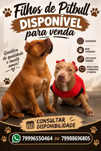 Filhotes de Pitbull disponíveis 