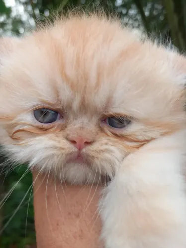 Filhote de gato persa 