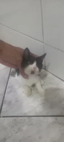 Doação de gatos filhotes lindos e fofos