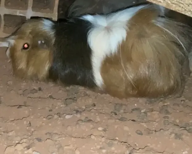 Porquinho da índia reprodutor