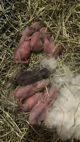 Mini lop