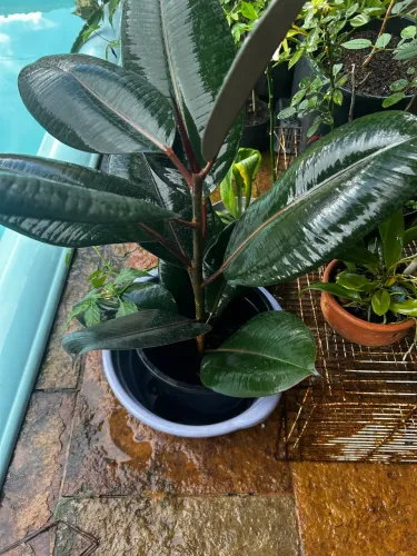 Plantas ornamentais