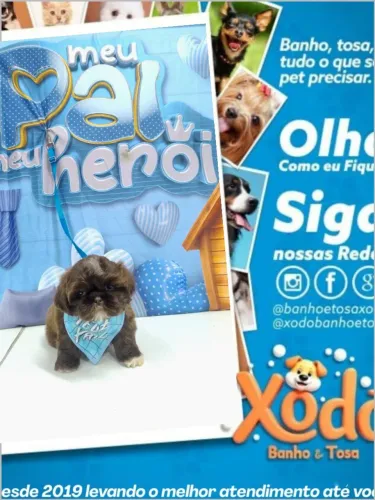 Filhotes de Shih Tzu a pronta entrega temos loja física em Mesquita zAP *