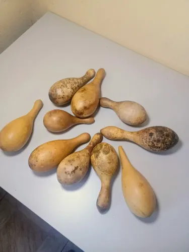 500 Sementes de cabaça a venda