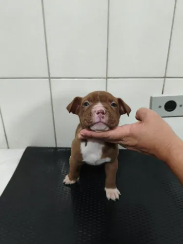 Lindos filhotes à venda!