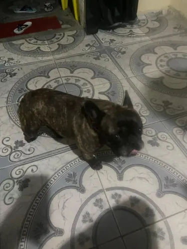 Animal disponível para cruzar com uma fêmea