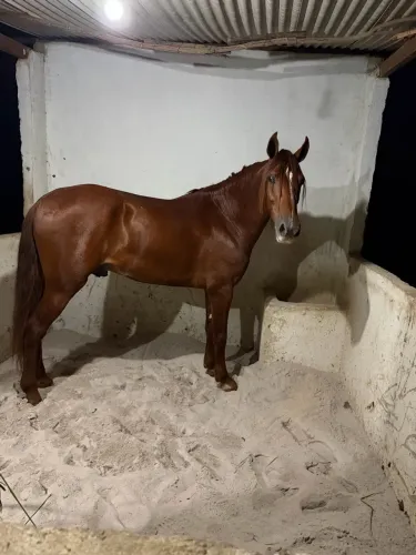 Cavalo mangalarga registrado