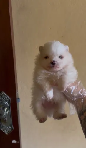 Lulu da pomerania anão branco estilo ursinho c/ pedigree MINÚSCULO