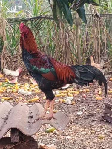 Vende-se frango caipira índio 