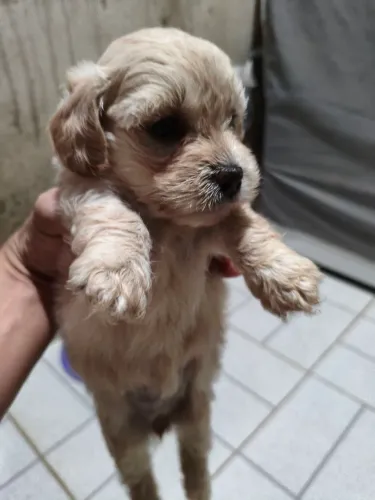 Vende-se filhote Shitszu  com Poodle
