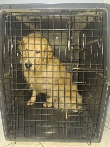 Caixa de viagem para cachorro 