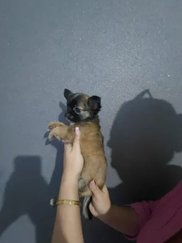 Fêmea de chihuahua 2 meses