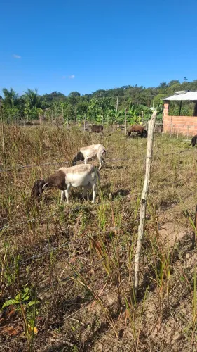 Carneiro