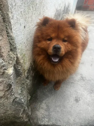 Chow chow doação