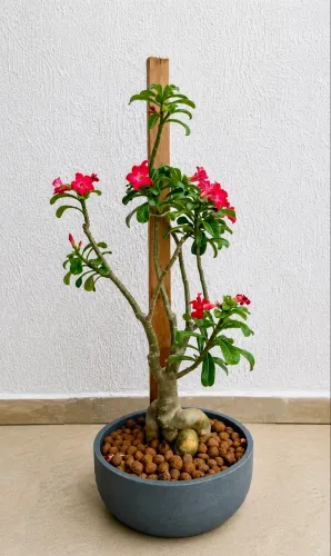 Vendo Planta Rosa do Deserto