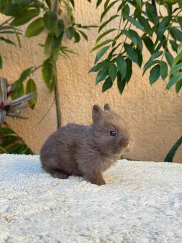 Mini Coelho netherland dwarf 