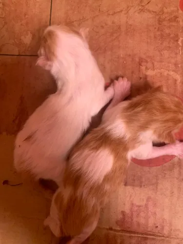 Gato persa macho