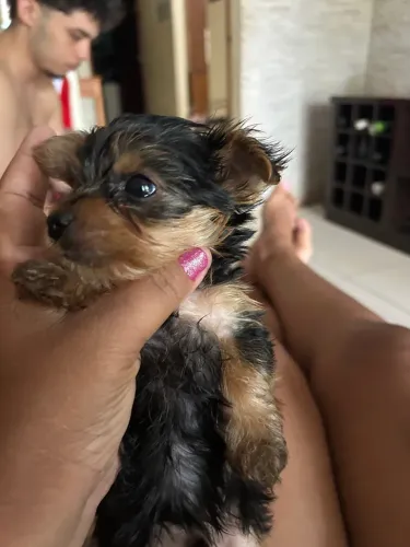 Yorkshire terrier, fêmea e macho 