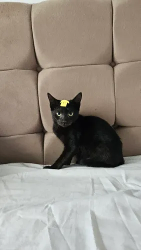 Gatinho pretinho para adoção