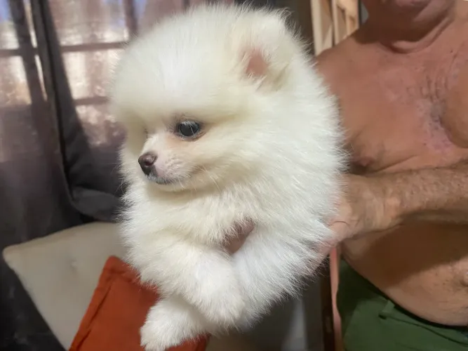 Spitz alemão anao