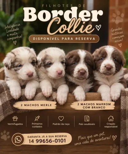 Border collie