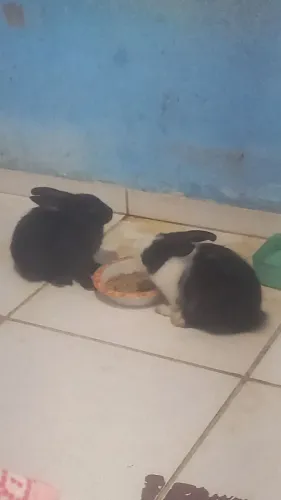 Coelhos