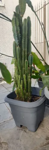 Plantas