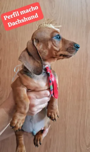  Dachshund Basset