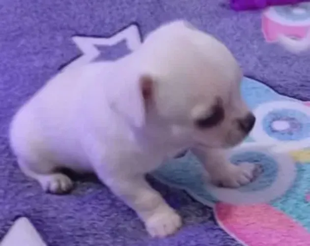Chihuahua 