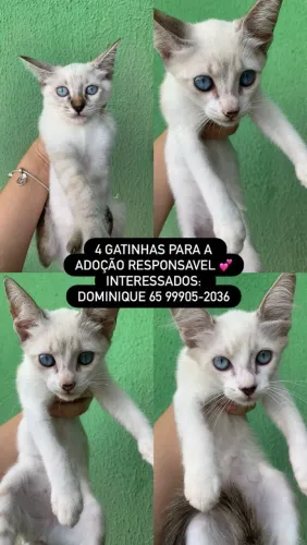 Gatinho Filhotes fêmeas