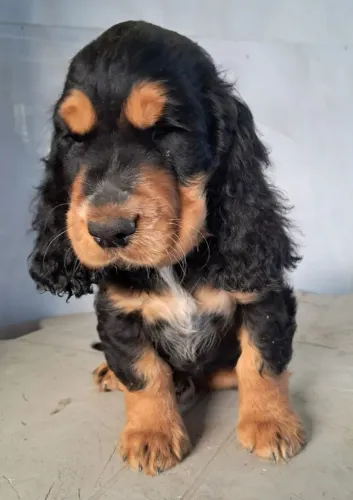 COCKER MACHO 