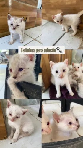 Gatos para adoção 