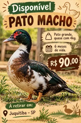 Vendo pato macho adulto