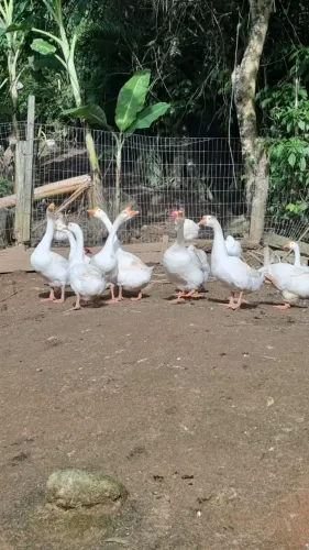 Vendo 2 casal de ganso 300 reais o casal retirar em antonio carlos 