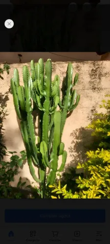 Cacto candelabro