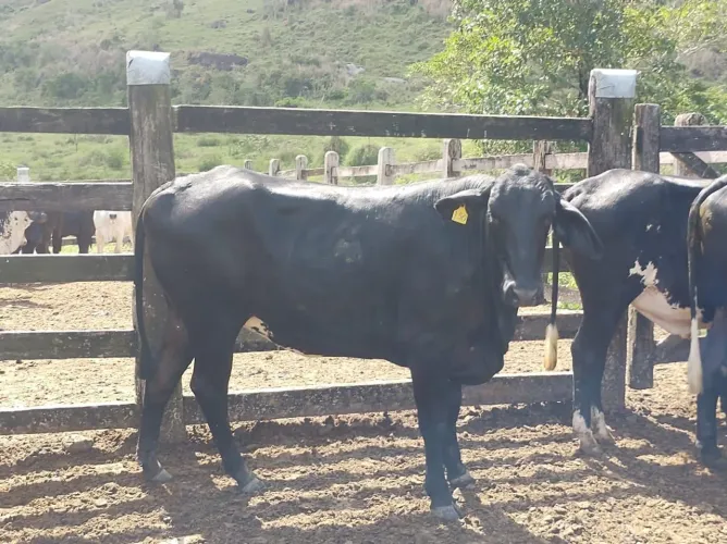 Vendo NovilhasFIV prenhasdeinseminação 12mil *