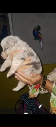 Filhotes de Border Collie