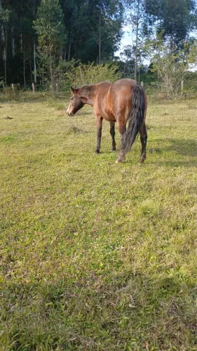 Égua 7 anos 