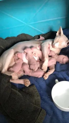 Gatos filhotes Sphynx 