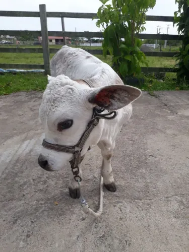 Vendo mini vaca