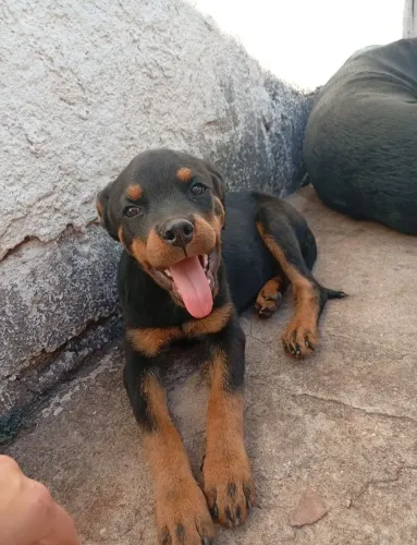 Rottweiler Fêmea
