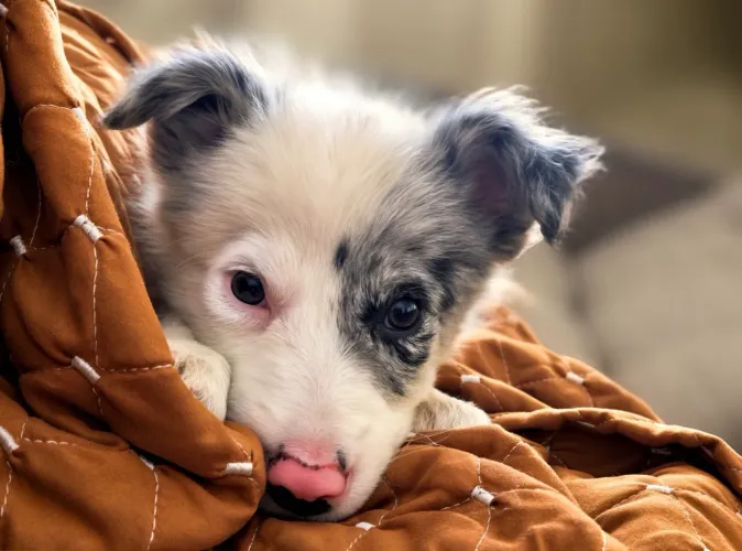 Border collie fêmea 