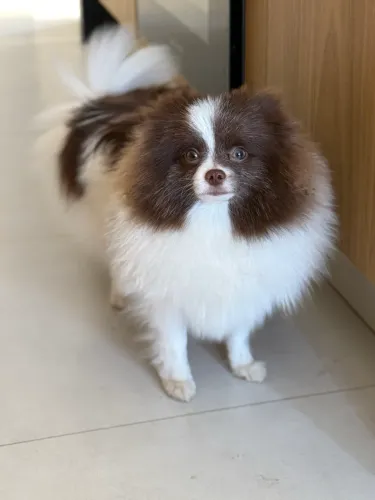 Spitz alemão macho adulto (Lulu da pomerania) 