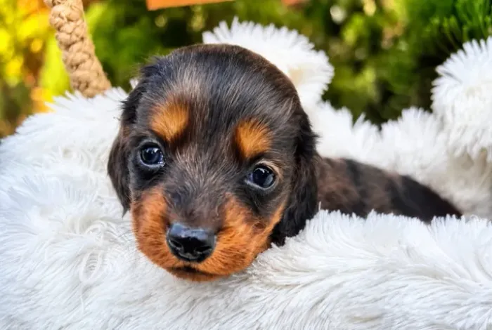 Dachshund