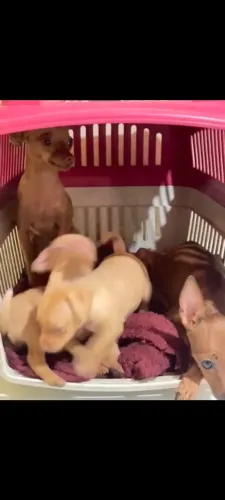 Pinscher zero fêmia 