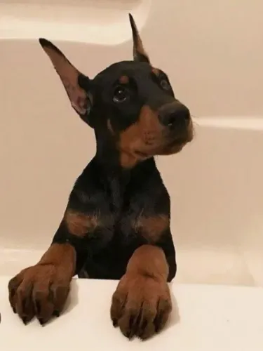 Filhotes de Doberman disponíveis 