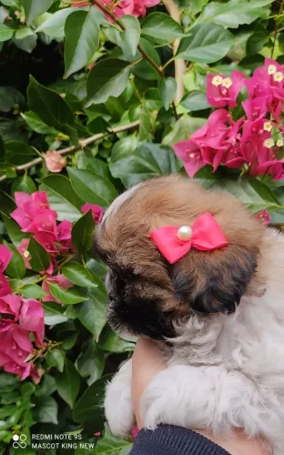 Princesas Shih Tzu fêmea