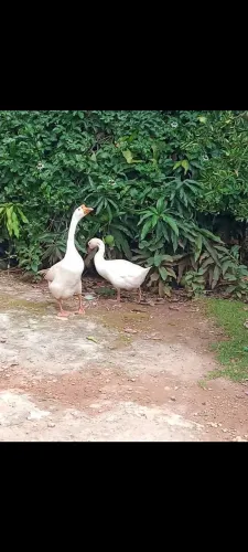 Casal de Gansos