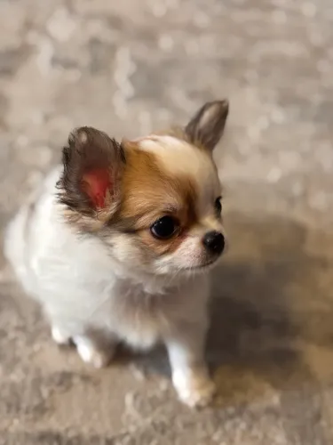 Chihuahua Macho Pelo Longo com 2meses Pronta Entrega mais Kit Boas Vindas